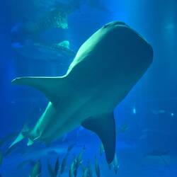Walhaie im Aquarium Kaiyukan