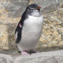 Und putzige Pinguine