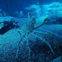 Die Riesenkrabbe gerade noch im Aquarium