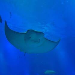 Oder schwebend im Wasser