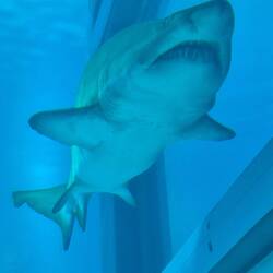 Beim Hai: Zähne gut - alles gut