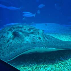 Riesige Rochen am Boden