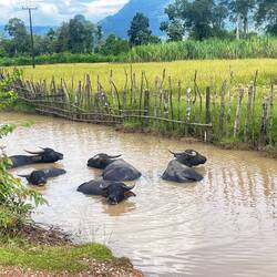Water buffalo pool