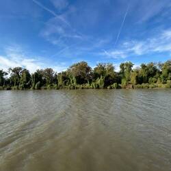 Interesting shoreline foliage