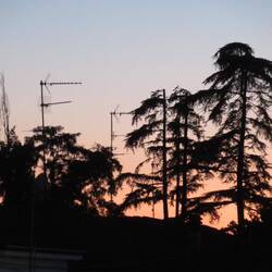 Antennen- und Baumgestrüpp in der Nähe