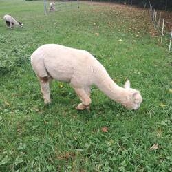 Das Tier interessierte sich nicht für uns