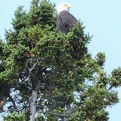 Bald Eagle