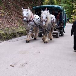 Its a 1.5km journey to the top. You can walk or take a e carriage (less strain on the horses)