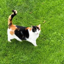 Local cat! Was very friendly