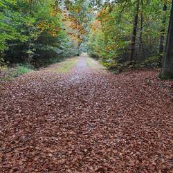 Polygon Wood. It is a beautiful place to walk now