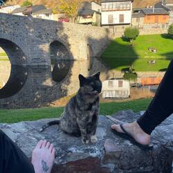 Our new feline friend