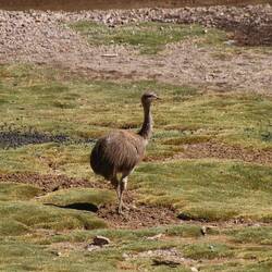 Und wir sehen unseren ersten Avestruz 😍