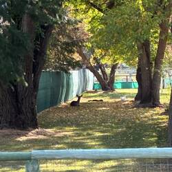 Ein stiller Besucher zwischen Bäumen und Herbstlaub.