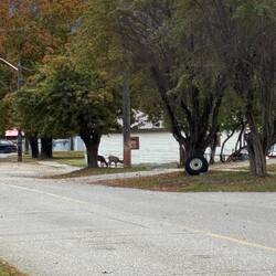 Zwei neugierige Besucher zwischen Häusern und Bäumen.