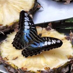 In Singapore was ook een vlindertuin