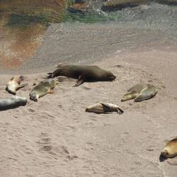 Seal colony