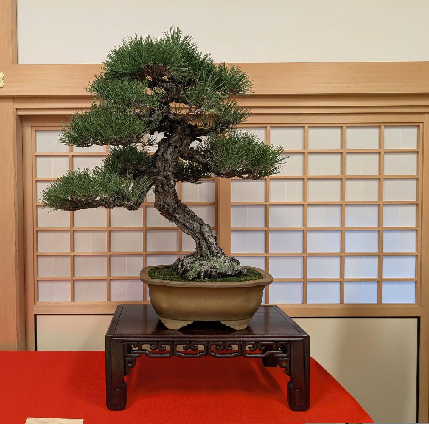 Bonsai im Palast