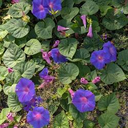 Roadside bindweed