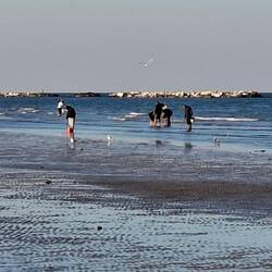 Muscheln werden gesucht