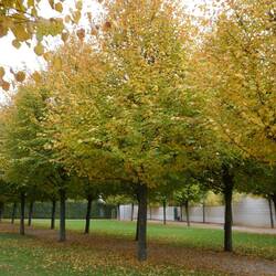 More than Klimt gold at the Belvedere