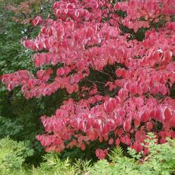 Botanical gardens are on fire (species = Cornus florida)
