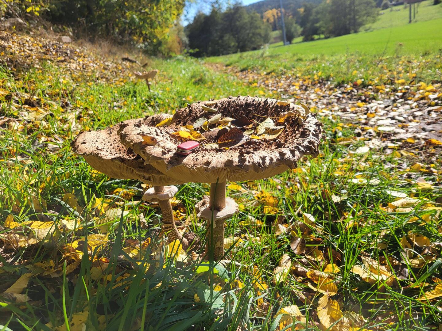 Man achte auf das Schweizer Taschenmesser!