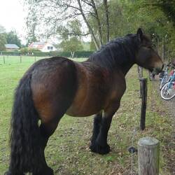 Compulsory stop to stroke the nose of a friendly horse