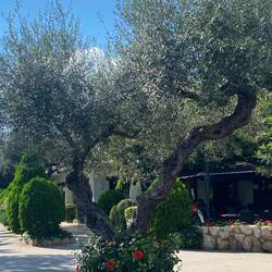 Wunderschöner Olivenbaum