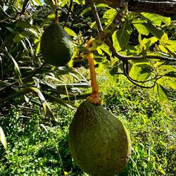 Wilde Avocados