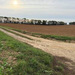Bullecourt looking at the Australian lines on the tree line