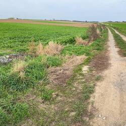 Panorama showing Australian front line in trees on left sunken road and German lines on right