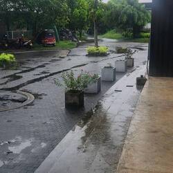 Tropischer Regen🌴☔️