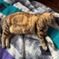 Budshi genießt ein sonniges Mittagsschläfchen.