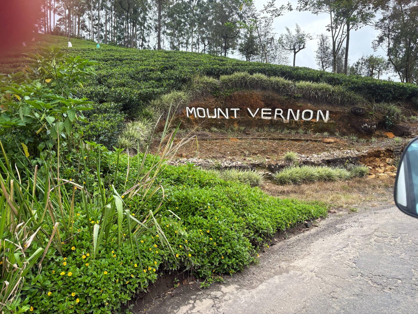 Approaching Mount Vernon Tea Plantstion