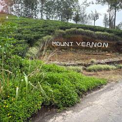 Approaching Mount Vernon Tea Plantstion