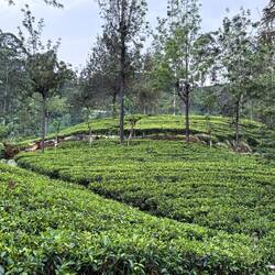 Miles and miles of tea fields