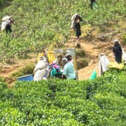 Laborers gathering the tea leaves