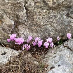 Alpenveilchen