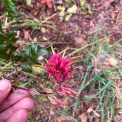 Ein leuchtend roter Indian Paintbrush am Wegesrand.