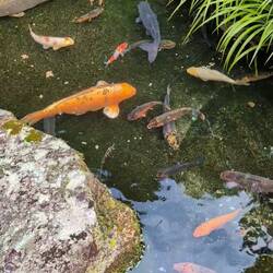 Temple fish