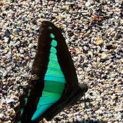 A beautiful butterfly does its best impersonation of stained glass