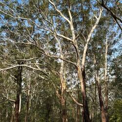 Beautiful gum trees
