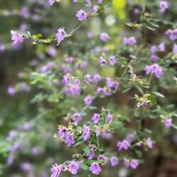 Many of the flowers in the Australian bush are tiny and delicate looking