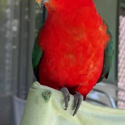 King Parrots - so tame for a wild bird