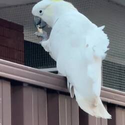 The common Sulphur Crested Cockatoo is nothing but a delight to see