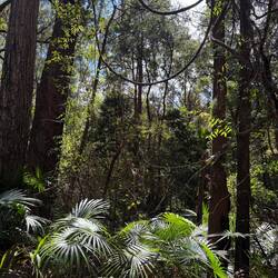 Royal National Park rainforest