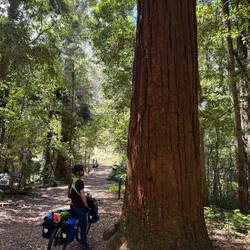Meeting a large tree on Lady Carrington's Drive