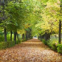 Autumn at the Summer palace garden