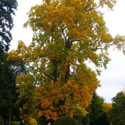 John pushing a bowling ball while showing the tree size