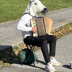 The parsimonious Kiwis watched this Spanish horse perform Mozart, thus saving Ticketek fees.